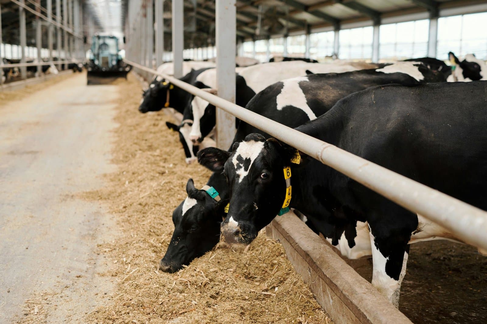Cattle housing — Agriculture